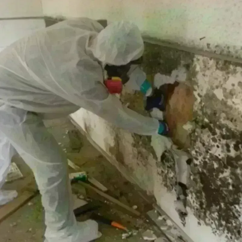 Mold Remediation and Removal in Temecula, CA